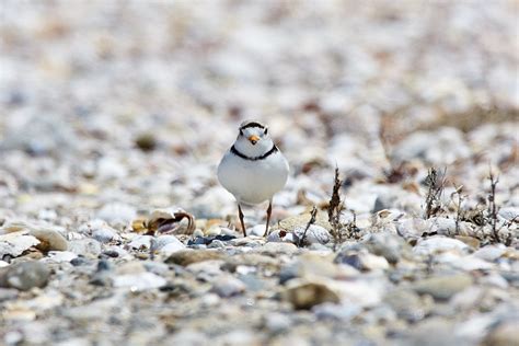 Piping plovers popping in Massachusetts: Researchers identify record year for the bird species